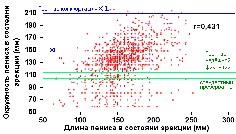 размеры фаллосов